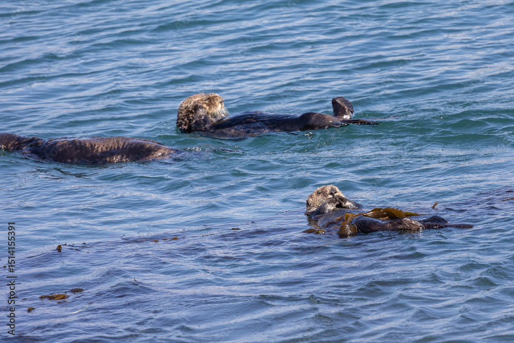 Fototapeta premium Sea otters swimming in Morro Bay