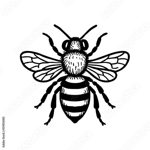 Doodle Honeybee Art - Order Hymenoptera