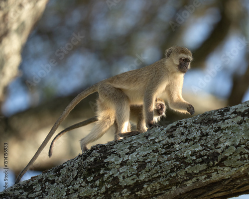Black faced monkey with her baby climbing up a tree