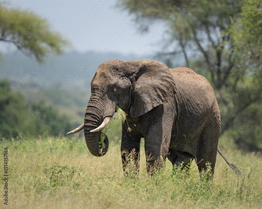 Naklejka premium African elephant eating grass in the brush of Africa