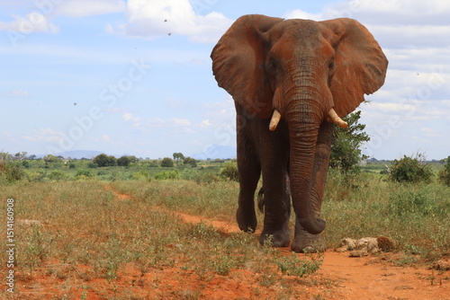 Elephant walking in a park
