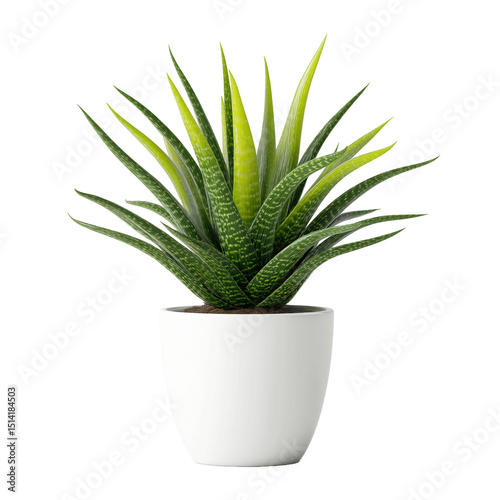 Potted plant isolated on white background