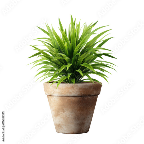Potted plant isolated on white background