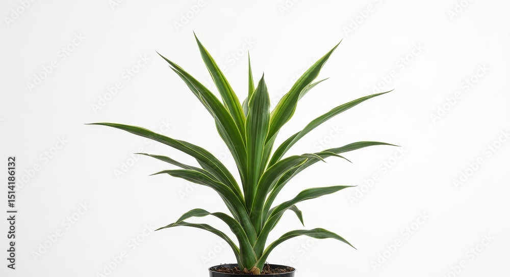 Obraz premium Photo of Dracaena Houseplant Green Leaves on White Background Indoors