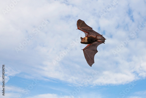 Bat flying on a blue sky, Quebec, Canada