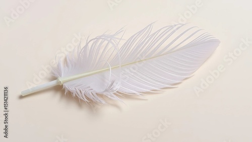 White feather on white background