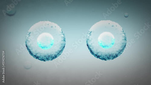 Two Stem Cells Replicate in the Human Body