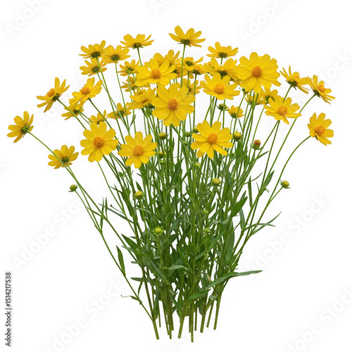 Illustration of Coreopsis yellow flowers isolated on transparent background