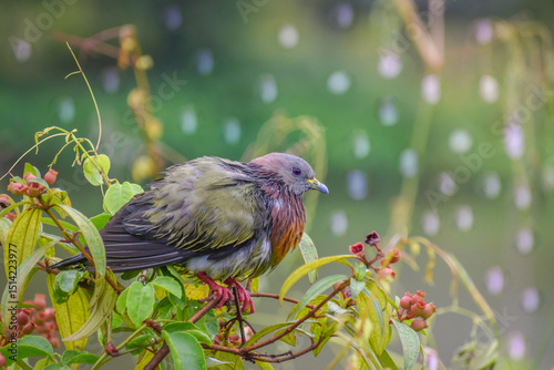 Fényképezés A bedraggled male pink-necked pigeon on a rainy day