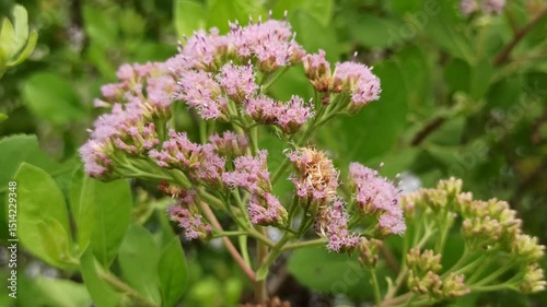 Wallpaper Mural Pluchea indica flowers Torontodigital.ca