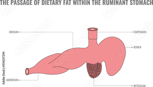 Dietary Fat Passage in the Ruminant Stomach
