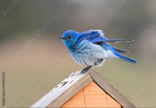 Photography Mountain Bluebird