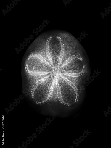 Illuminated Sea Biscuit Endoskeleton Monochrome