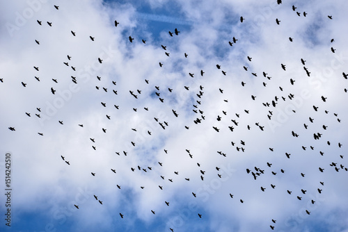 big flock of Alpine chough or yellow-billed chough (Pyrrhocorax graculus) flying over the austrian alps
