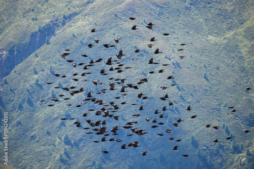 big flock of Alpine chough or yellow-billed chough (Pyrrhocorax graculus) flying over the austrian alps