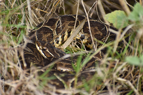 Bothrops alternatus, commonly called yarara, a highly venomous pit viper species, seen at Reserva Ecologica Costanera Norte, Buenos Aires, Argentina