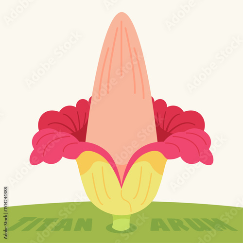 Stylized illustration of a blooming Titan Arum, Amorphophallus titanum, the corpse flower, showcasing its unique structure and vibrant colors. Botanical vector art.