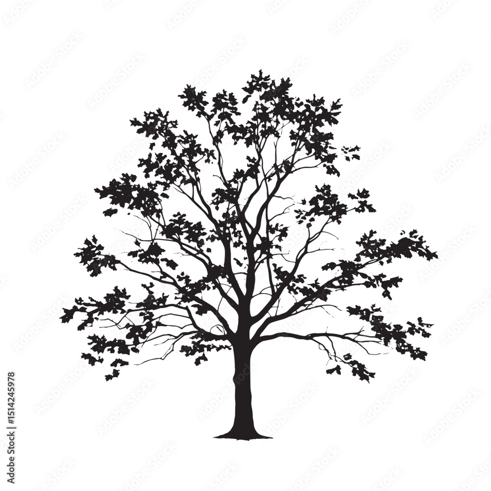 Fototapeta premium Black Silhouette of a Sugar Maple Tree silhouette