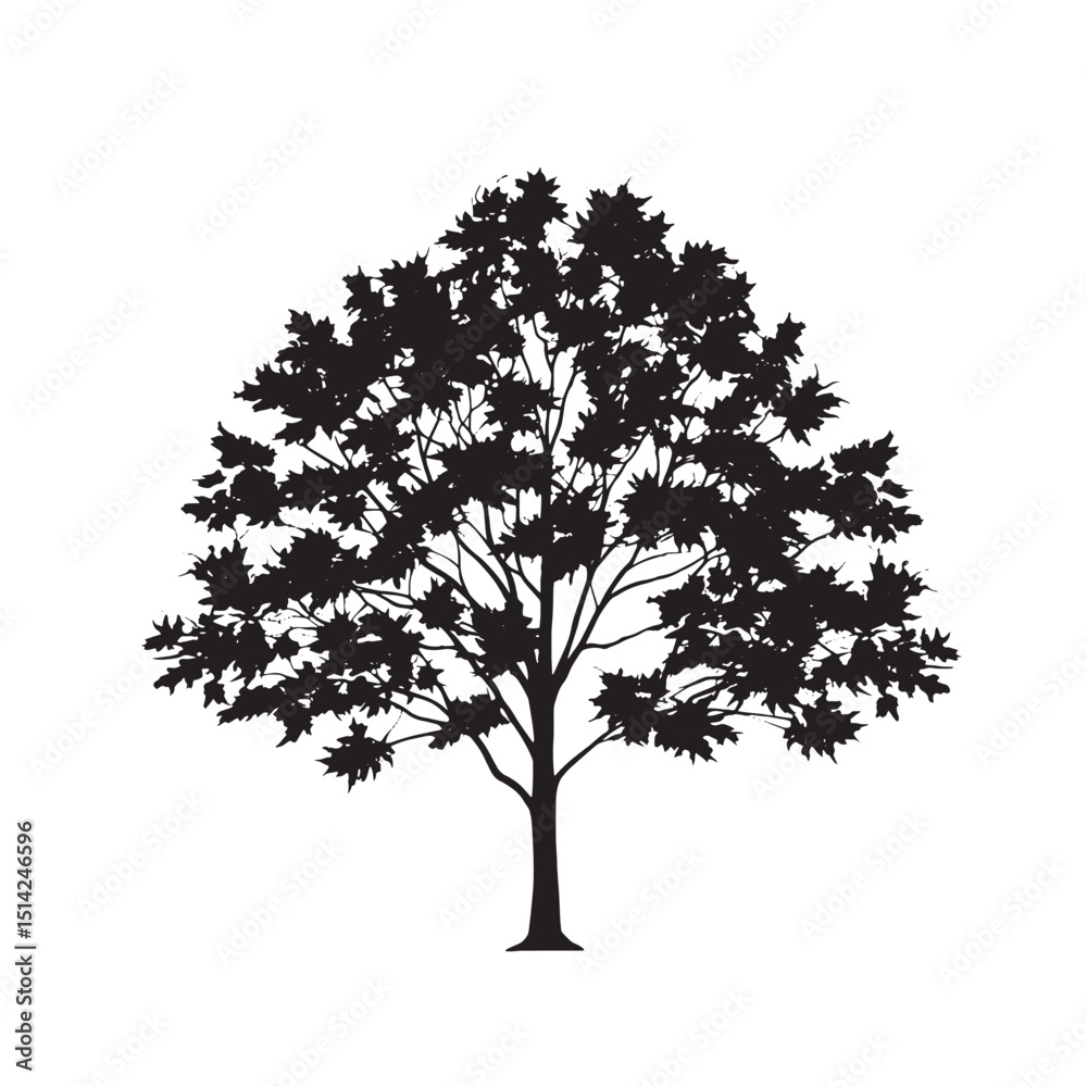Fototapeta premium Black Silhouette of a Sugar Maple Tree silhouette