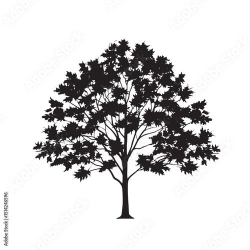 Black Silhouette of a Sugar Maple Tree silhouette