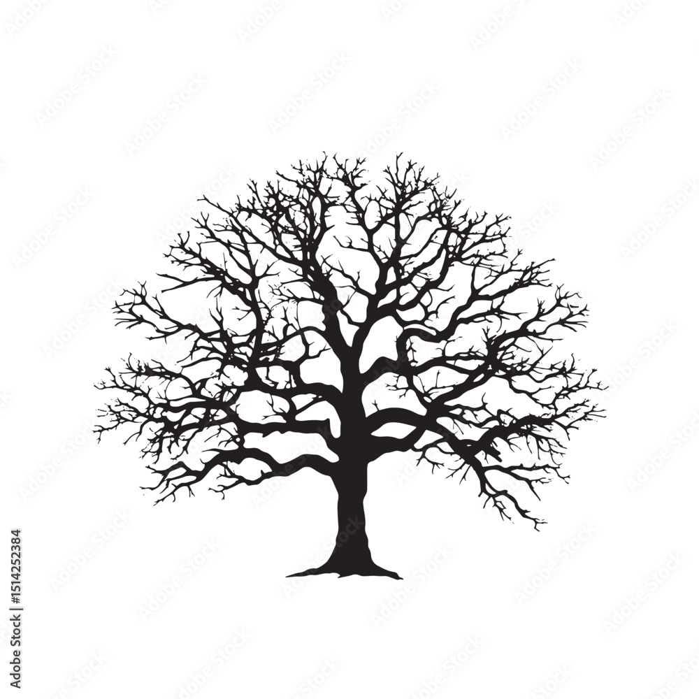 Fototapeta premium Walnut Tree Outline Silhouette Vector