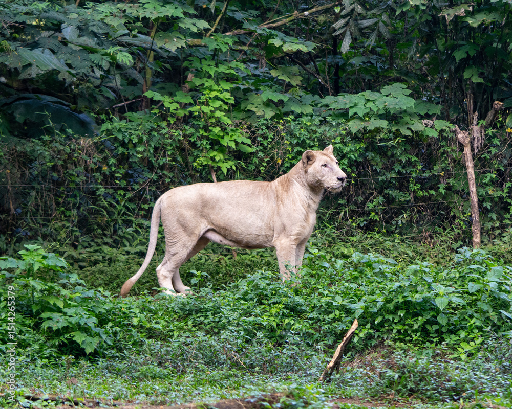 Naklejka premium lion and lioness