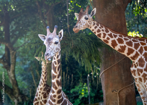 Photography giraffe in the zoo