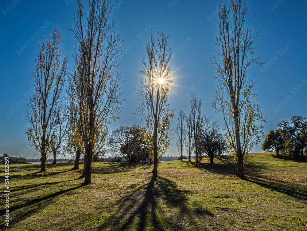 Obraz premium Winter Sun Through The Leafless Trees