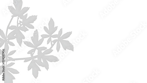 white background with leaf shadow minimalist style