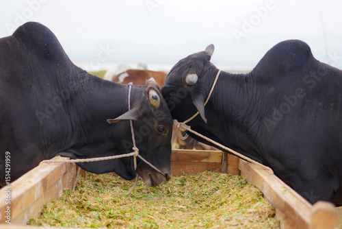 Bulls feeding at an Eid ul Adha cattle market, showcasing healthy sacrificial animals.