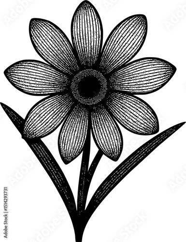 Vintage Aster Flower Illustration – Black and White Botanical Art