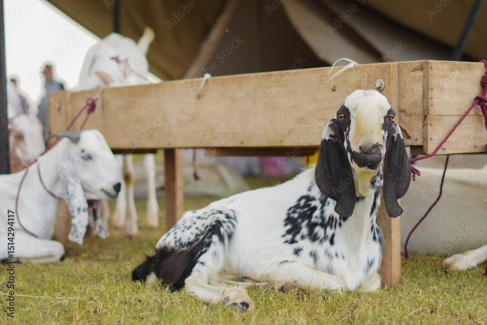 Fototapeta premium A calm Beetal or Anglo-Nubian goat rests at bustling Eid ul Adha Qurbani market, ready for sacrifice.