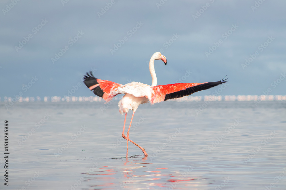 Fototapeta premium Elegant pink flamingo wading through a vivid blue lagoon on a sunny day. Ideal for wildlife, birdwatching, tropical nature, and travel-related creative content.