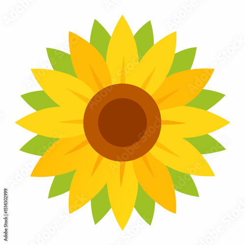sunflower on white background