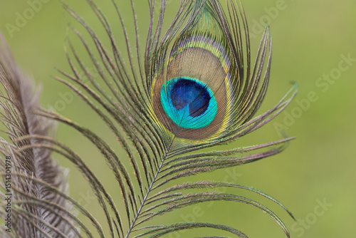 Vibrant Close-Up of a Peacock Feather with Iridescent Colors