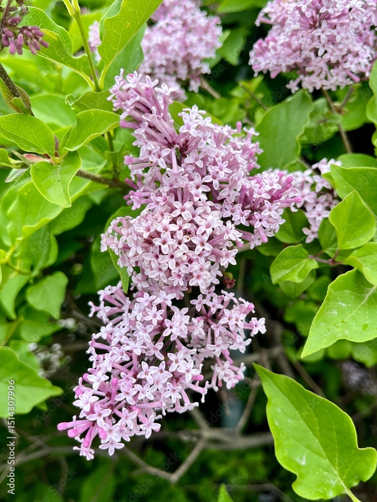 Fototapeta premium lilac