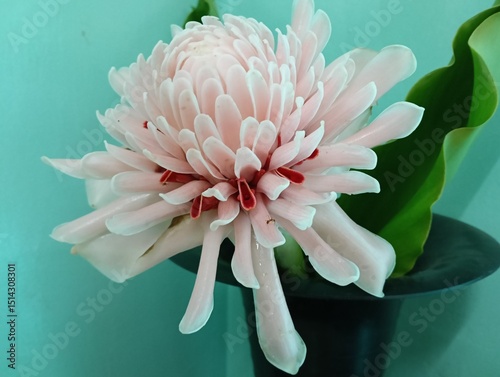 Etlingera elatior  also known as torch ginger, ginger flower, red ginger lily, torchflower, torch lily, wild ginger, honjé, combrang, kecombrang,, bunga kantan,( Philippine) wax flower, (Indonesian) t