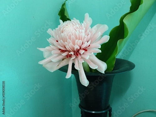Etlingera elatior  also known as torch ginger, ginger flower, red ginger lily, torchflower, torch lily, wild ginger, honjé, combrang, kecombrang,, bunga kantan,( Philippine) wax flower, (Indonesian) t