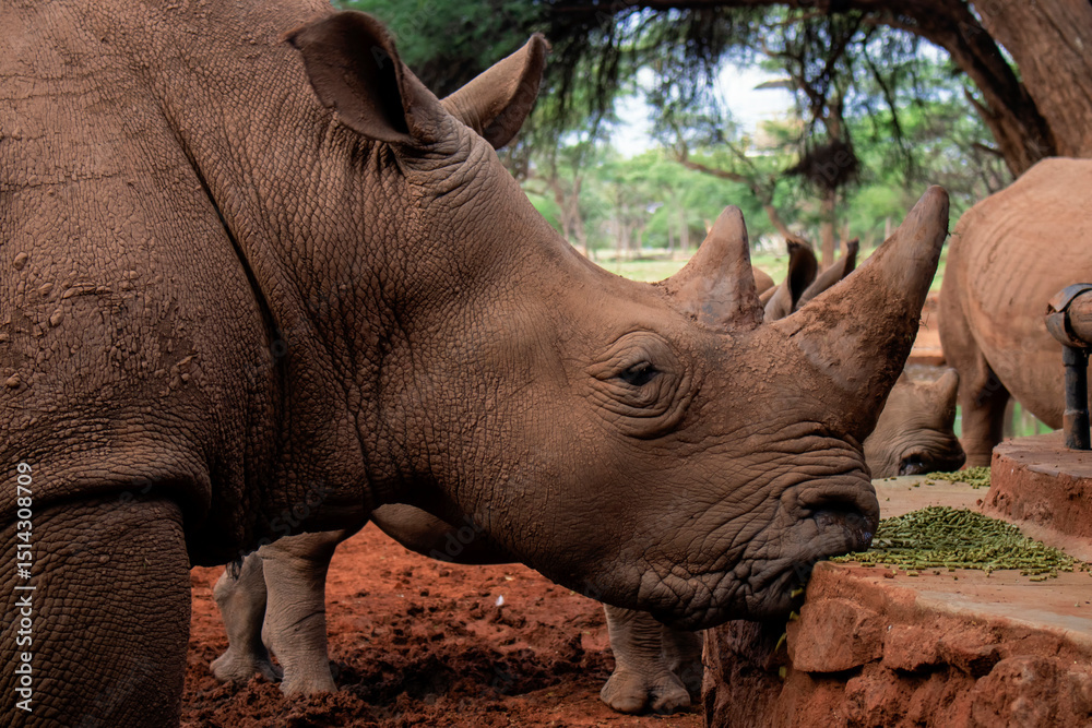 Obraz premium Close-up of a rhinoceros in the wild, photographed in Namibia. Ideal for wildlife, safari, conservation, endangered species, and nature-focused creative projects.