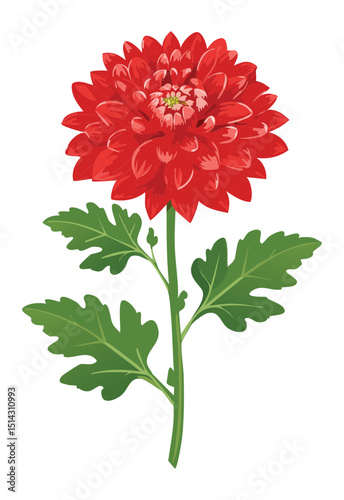 Single Red Chrysanthemum Stem Illustration