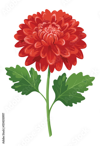 Vibrant Red Chrysanthemum Flower Illustration