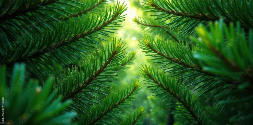 Fototapeta premium Dense pine needles create a cathedral of green above , scenery, upward view