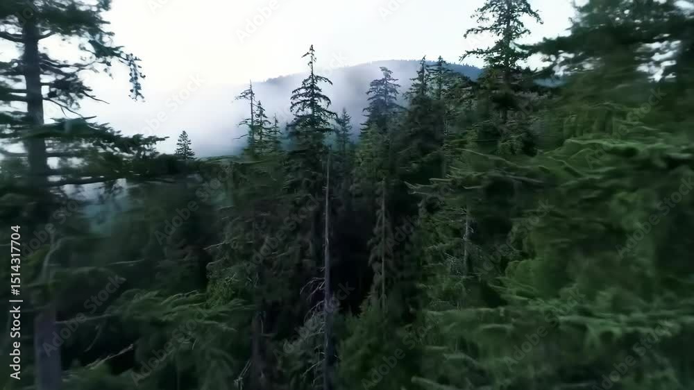 Forest canopy misty aerial view