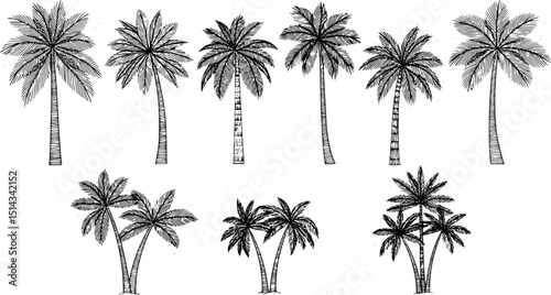 Palm trees on white background. Logo and print design templates, summer palms, tropical surfing concept, vacation and travel. EPS 10 version.