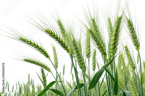 Green wheat isolated on transparent background png