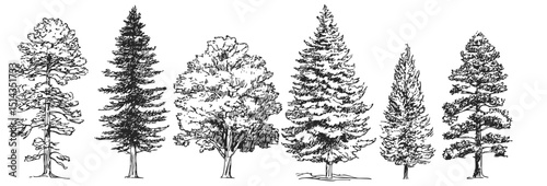 Collection of hand drawn style trees. Design element for architect and design