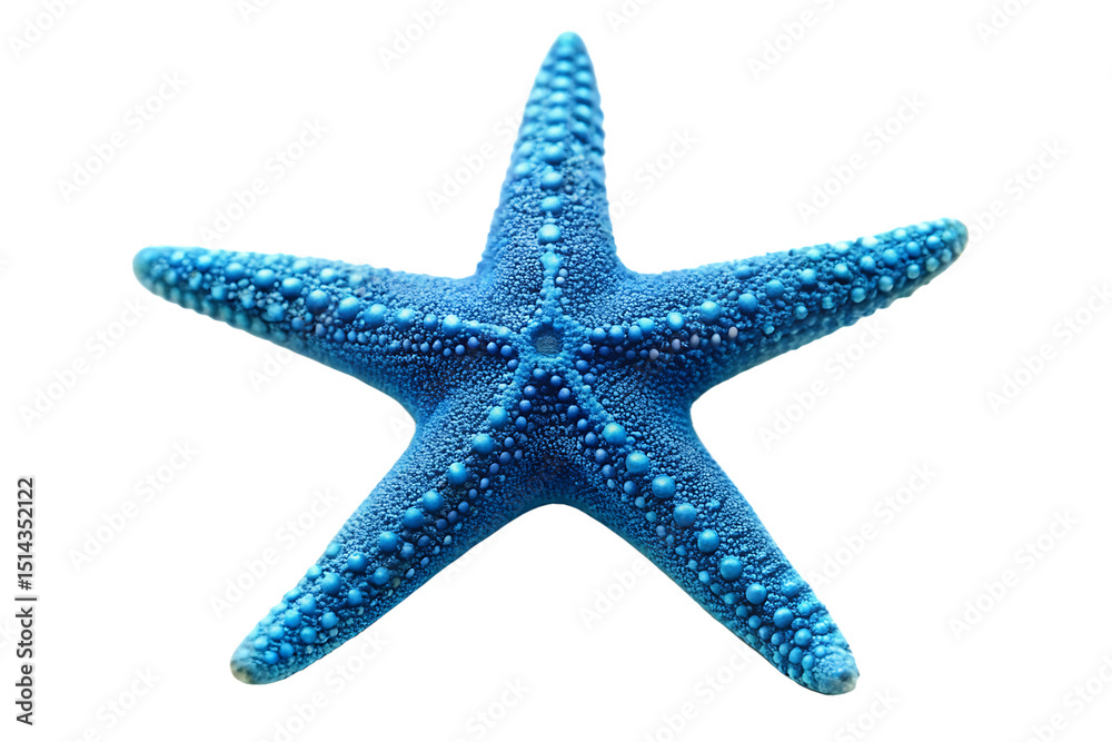 Blue starfish isolated on white background Blue starfish isolated on white background