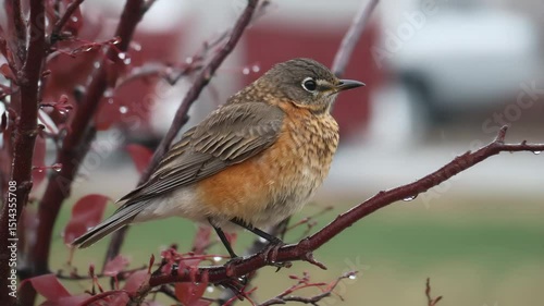 American robin bird perched on red leaf branch with water droplet and feather on rainy day