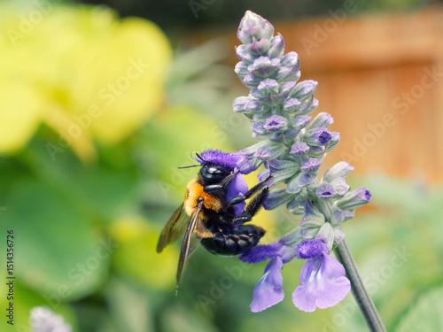 Bumblebee in a flower
