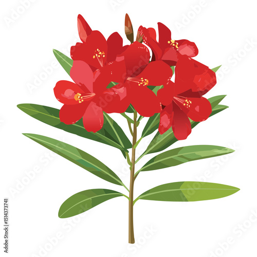 Bright Red Oleander Flower Illustration